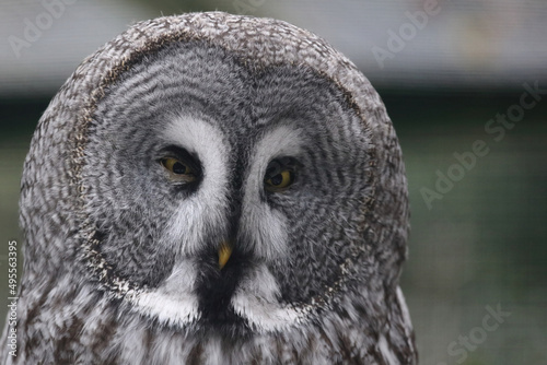 Bartkauz / Great grey owl / Strix nebulosa.