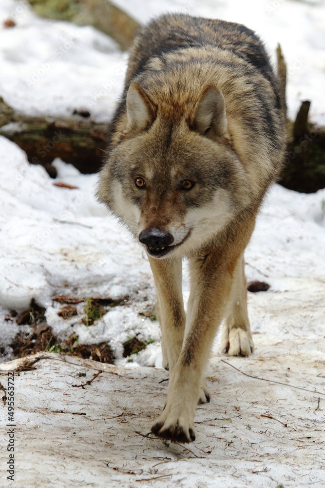 Obraz premium Wolf / Wolf / Canis lupus