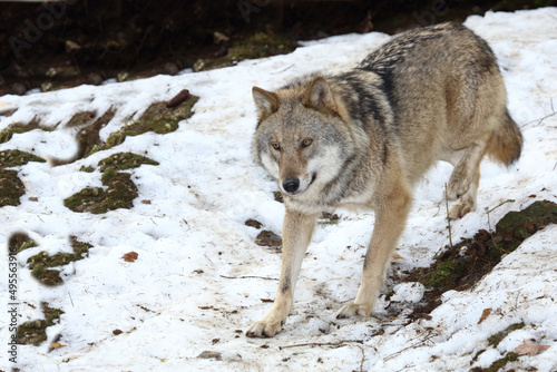 Wolf / Wolf / Canis lupus © Ludwig