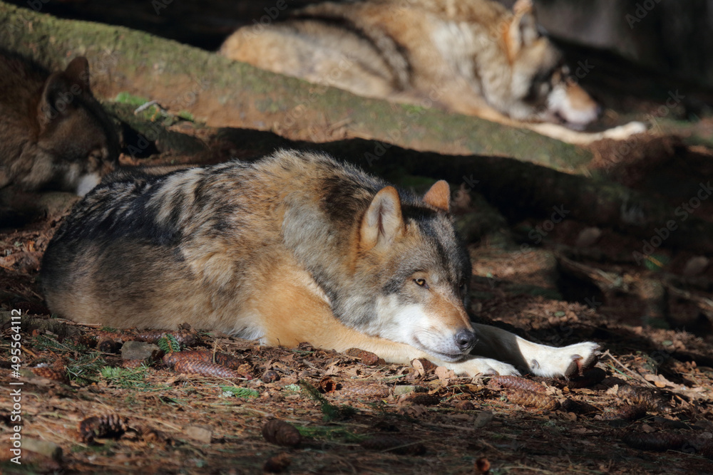 Obraz premium Wolf / Wolf / Canis lupus