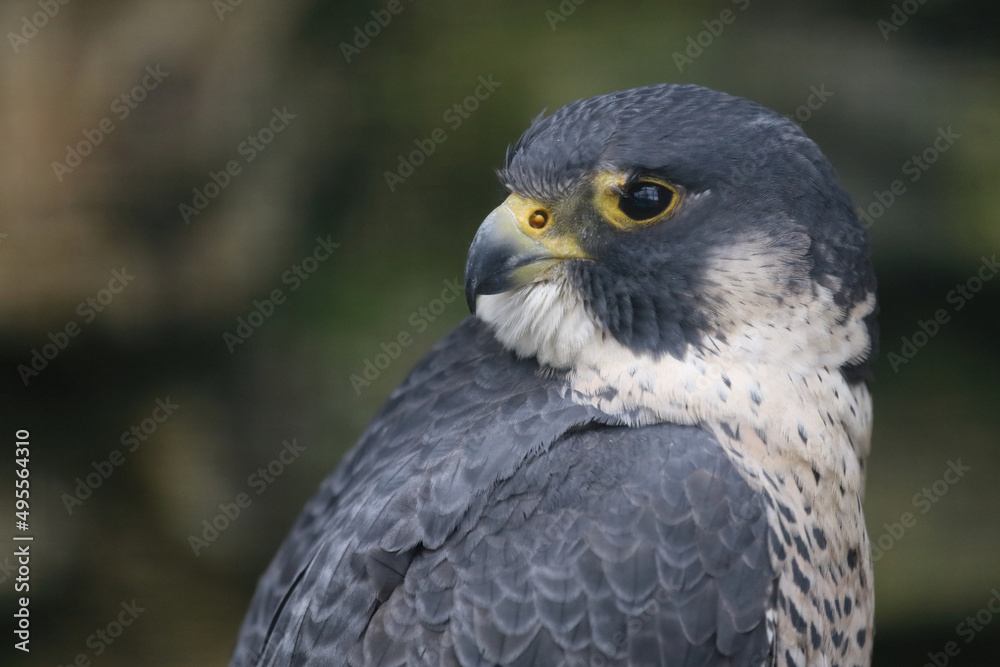 Wanderfalke / Peregrine falcon / Falco peregrinus Wanderfalke / Peregrine falcon / Falco peregrinus