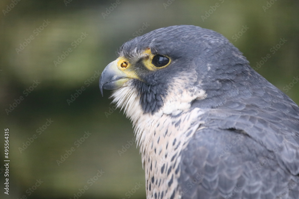 Wanderfalke / Peregrine falcon / Falco peregrinus Wanderfalke / Peregrine falcon / Falco peregrinus