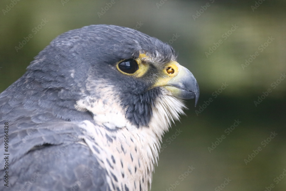 Wanderfalke / Peregrine falcon / Falco peregrinus Wanderfalke / Peregrine falcon / Falco peregrinus