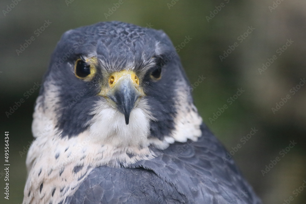 Wanderfalke / Peregrine falcon / Falco peregrinus Wanderfalke / Peregrine falcon / Falco peregrinus