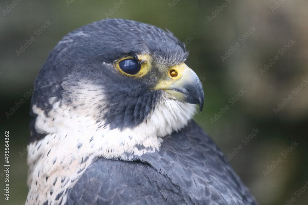 Wanderfalke / Peregrine falcon / Falco peregrinus Wanderfalke / Peregrine falcon / Falco peregrinus