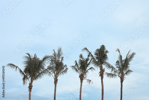 Coconut palm trees on the blue sky sunny day - Tropical summer breeze holiday