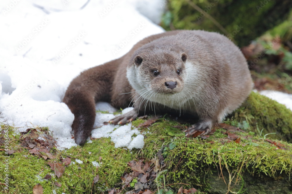 Eurasischer Fischotter / Eurasien otter / Lutra lutra