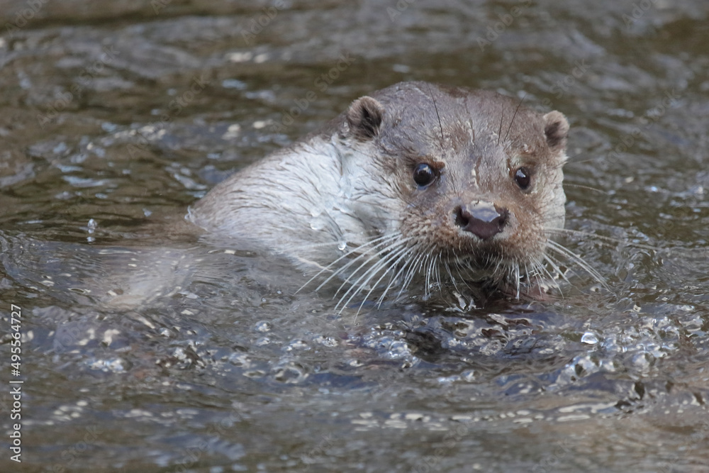 Eurasischer Fischotter / Eurasien otter / Lutra lutra Eurasischer Fischotter / Eurasien otter / Lutra lutra