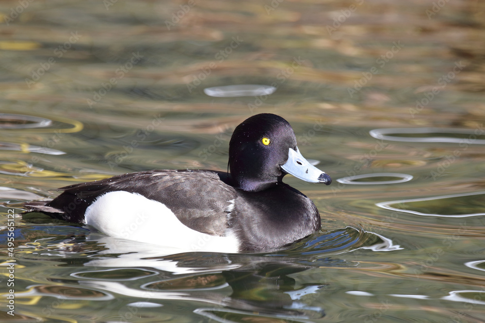 Fototapeta premium Reiherente / Tufted duck / Aythya fuligula