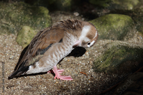 Rotschulterente / Ringed teal / Callonetta leucophrys... photo