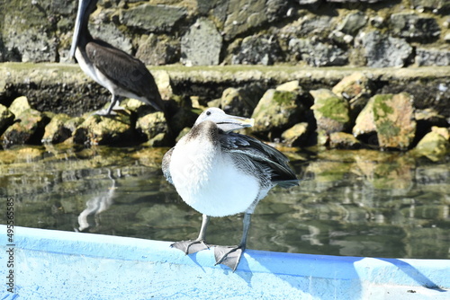 Pelicans together in the pacific ocean