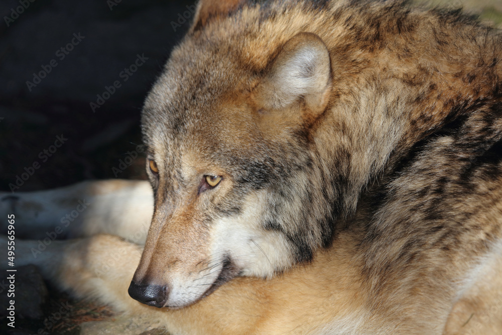 Fototapeta premium Wolf / Wolf / Canis lupus