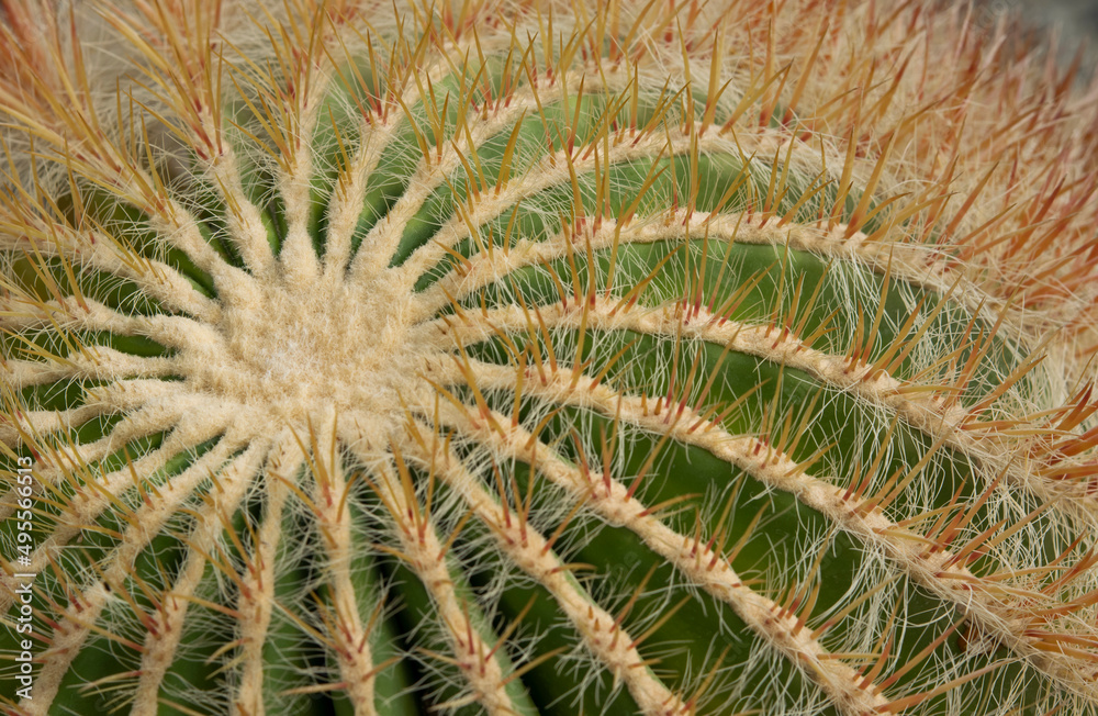 Close-up of Echinocactus grusonii, A big cactus with a round shape and sharp spines for an ornamental plant in the garden. (Barrel cactus) Close-up of Echinocactus grusonii, A big cactus with a round shape and sharp spines for an ornamental plant in the garden. (Barrel cactus)