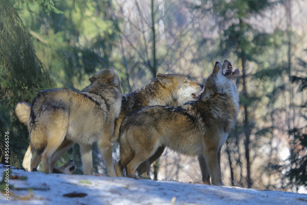 Fototapeta premium Wolf / Wolf / Canis lupus