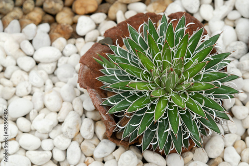 Agave Filifera compacta (Agave Schidigera), small succulent plants on a white pebble. Leaves are green with coarse margins, sharp tips, and white marginal hair-like filaments. photo