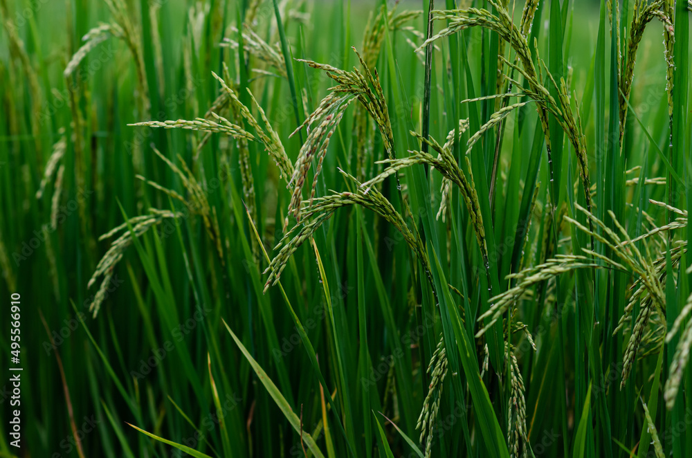 Thai jasmine rice seed from its tree with green leaves at rice field in the north of Thailand. Thai jasmine rice seed from its tree with green leaves at rice field in the north of Thailand.