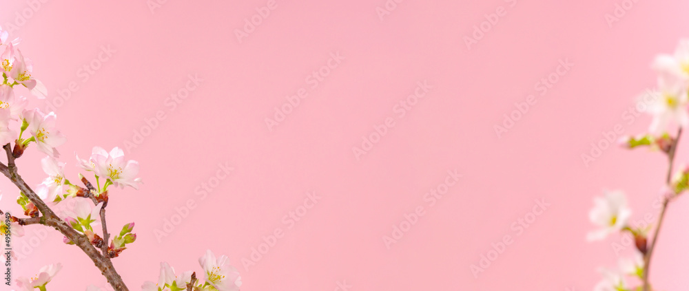 sakura background. 桜背景 sakura background. 桜背景