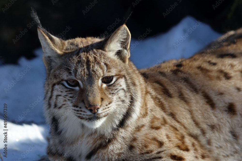 Eurasischer Luchs / Eurasian lynx / Lynx lynx Eurasischer Luchs / Eurasian lynx / Lynx lynx