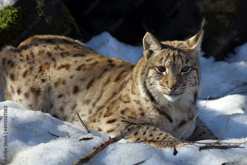 Fototapeta premium Eurasischer Luchs / Eurasian lynx / Lynx lynx