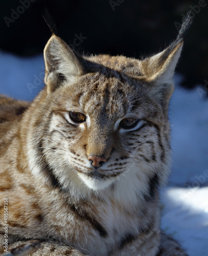Eurasischer Luchs / Eurasian lynx / Lynx lynx
