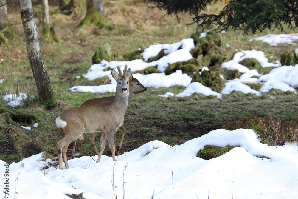 Europäisches Reh / Roe deer / Capreolus capreolus Europäisches Reh / Roe deer / Capreolus capreolus