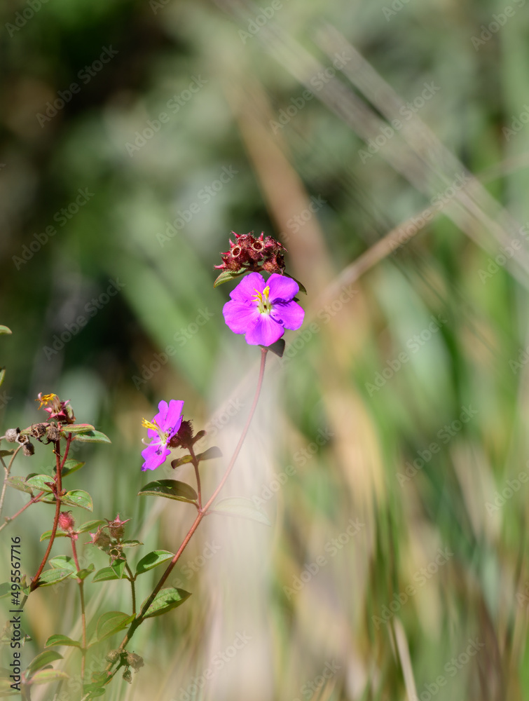 Osbeckia Octandra flower aka Heen Bovitiya in Horton plans national park, Sri Lanka. Heen bovitiya plants have lots of medicinal properties. Osbeckia Octandra flower aka Heen Bovitiya in Horton plans national park, Sri Lanka. Heen bovitiya plants have lots of medicinal properties.