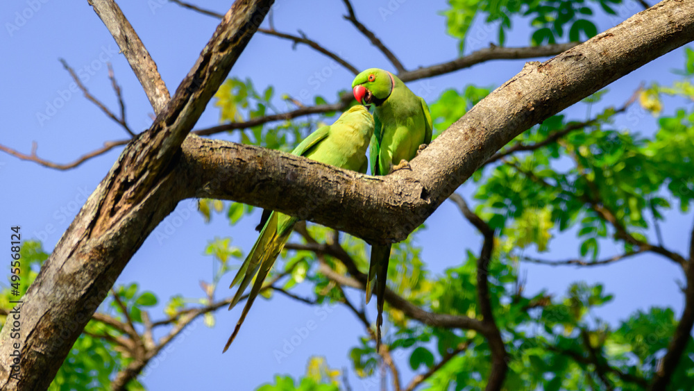 Pair of rose winged parakeet kissing high up on a tree branch. Pair of rose winged parakeet kissing high up on a tree branch.