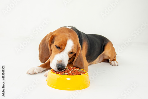 食事中のビーグル犬