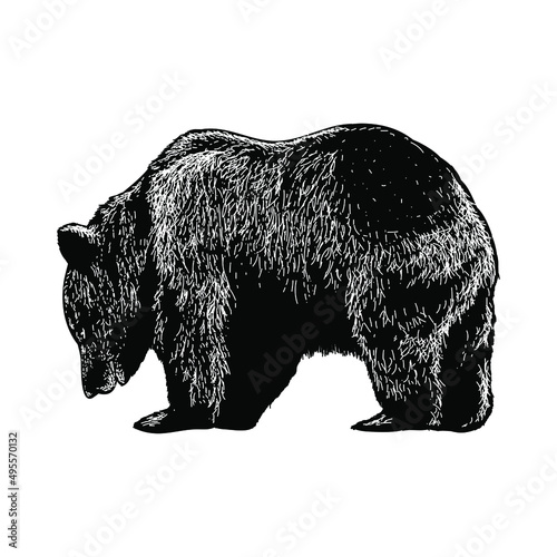 bear illustration isolated on white background