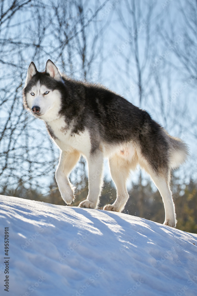 Cute siberian husky dog portrait in sunny winter forest. Cute siberian husky dog portrait in sunny winter forest.