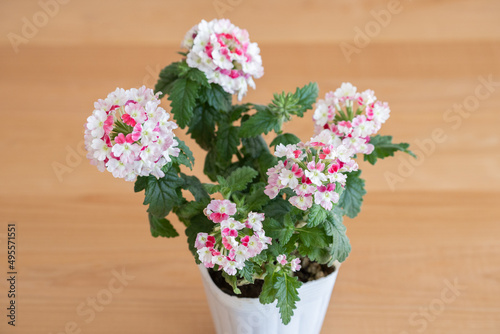 Wallpaper Mural バーベナ・ガーデニング・園芸・花・植物・ポット Torontodigital.ca