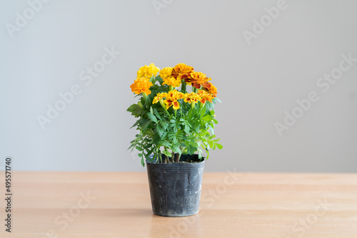 ガーデニング・園芸・花・植物・ポット