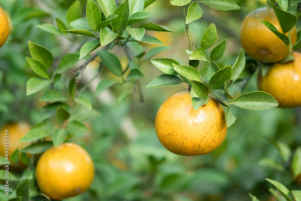 Ripe oranges on branches have green leaves Orange in farm.