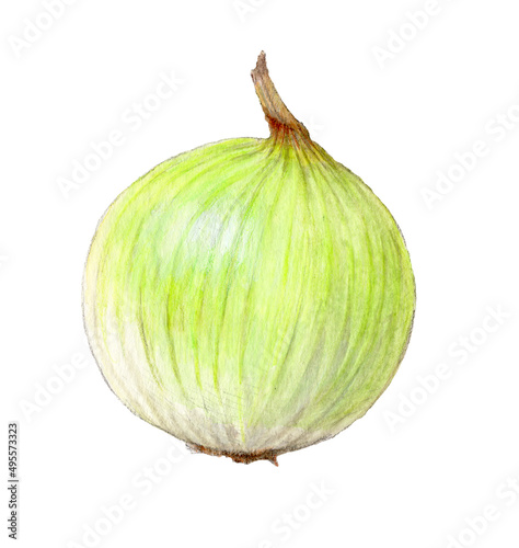 Wallpaper Mural 皮をむいた玉ねぎ　手描き水彩色鉛筆イラスト Torontodigital.ca