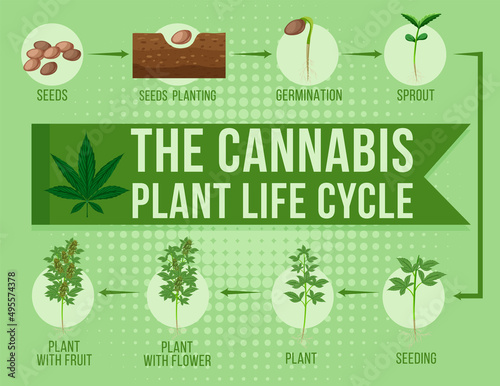The cannabis plant life cycle