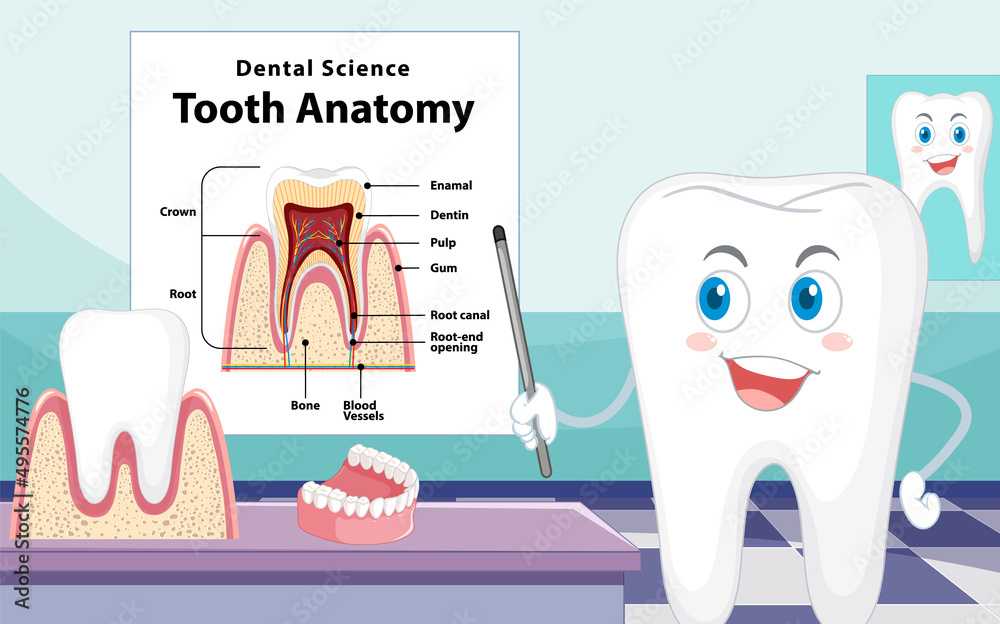 Infographic of human in dental science tooth anatomy Stock Vector