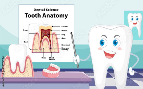 Infographic of human in dental science tooth anatomy
