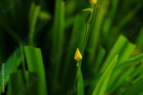 Yellow flower on green