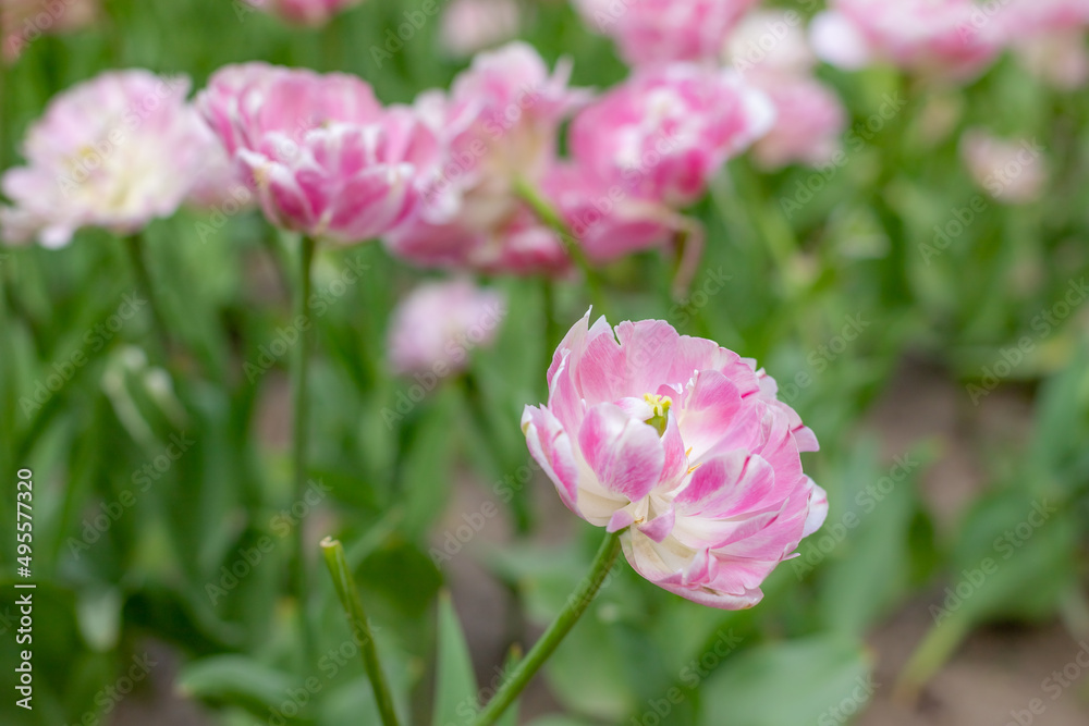 a large double pink blooming Tulip on a garden bed on a Sunny spring day.Flower desktop Wallpaper.Fluffy Pink Petal Tulip in Garden Row on a Sunny Day