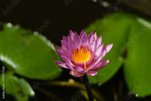 Pink lotus flower