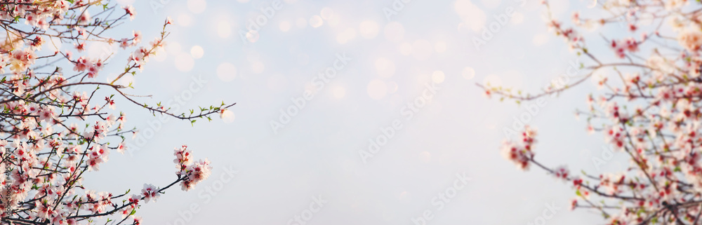 background of spring cherry blossoms tree. selective focus background of spring cherry blossoms tree. selective focus