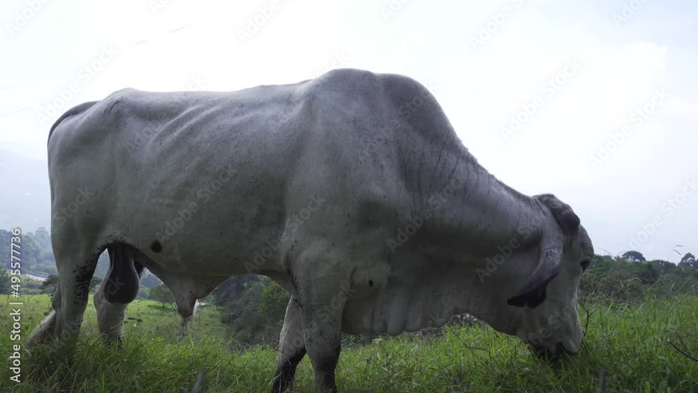 Large white bull eating on a farm Large white bull eating on a farm