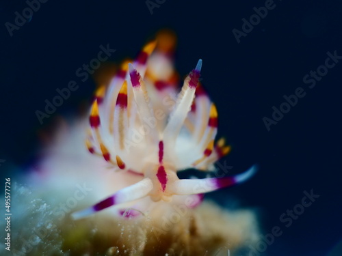 nudibranch flabellina nudi branch nudybranch  underwater slug ocean scenery photo