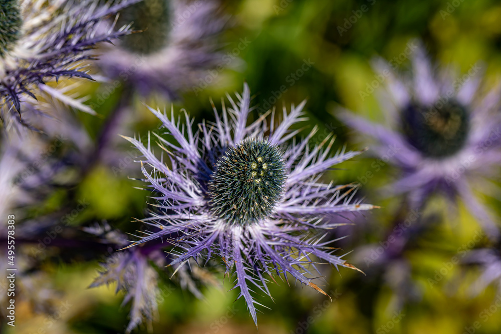 Eryngium alpinum flower growing in meadow, close up Eryngium alpinum flower growing in meadow, close up