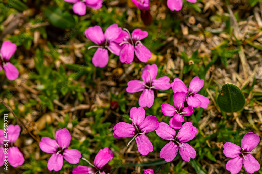 Silene acaulis flower growing in mountains Silene acaulis flower growing in mountains