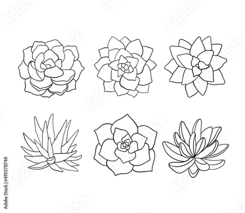 Set of outline succulents. Botanical line vector illustration isolated on white background