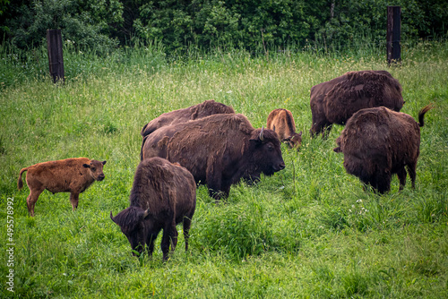 Large brown bisons in a field. Scary hairy animals grazing in a green meadow in an ecological farm in Lithuania. Selective focus on the details  blurred background.