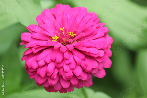 Beautiful bright purple pink zinnia blooming in summer flower field garden.