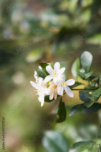 Close-up white jasmine flowers with green background