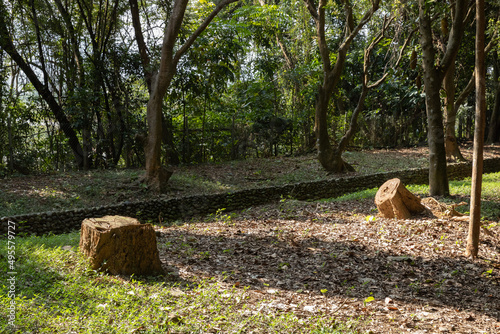 Green trees and trunks with bright sun light at the Kaohisung forest park photo